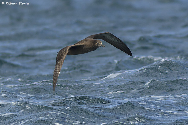 Sooty Shearwater