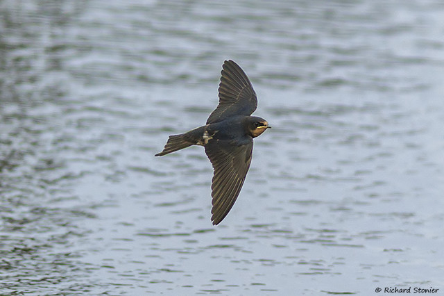 Swallow