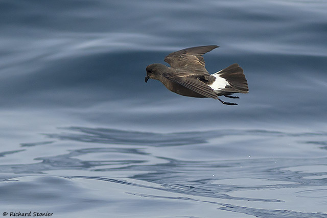 Storm Petrel