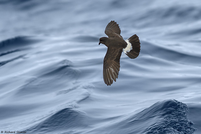 Storm Petrel