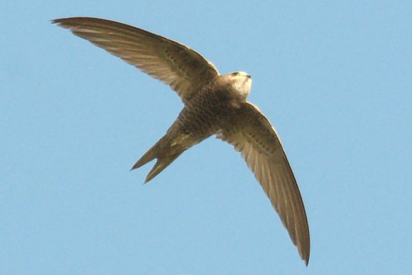 Pallid Swift