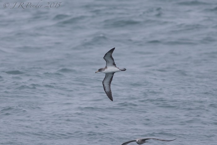 Cory's Shearwater