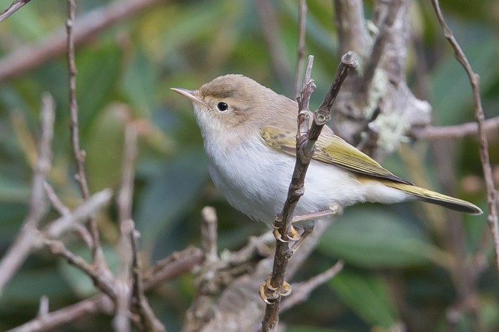 Western Bonelli's Warbler
