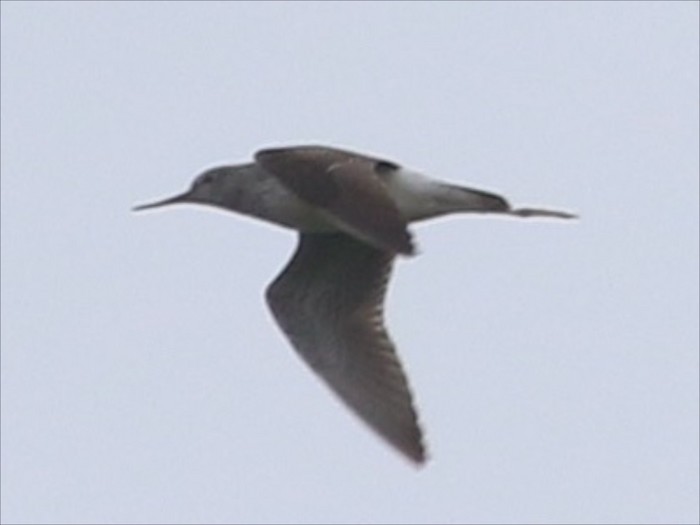 Lesser Yellowlegs