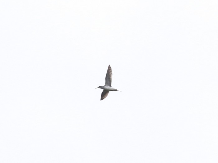 Lesser Yellowlegs
