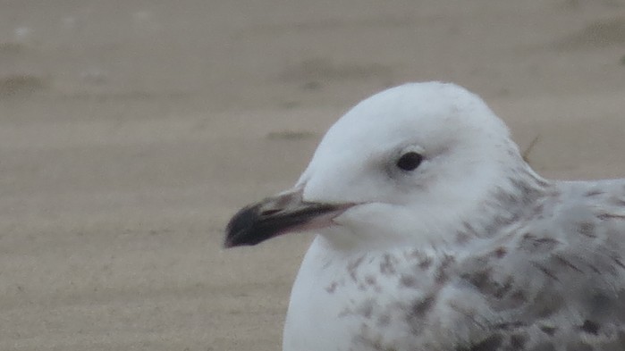 Caspian Gull