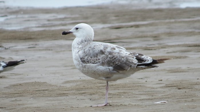 Caspian Gull
