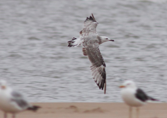 Caspian Gull