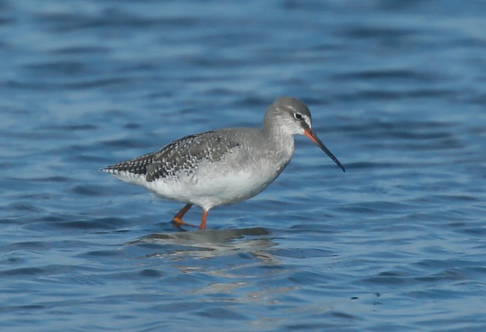 Spotted Redshank