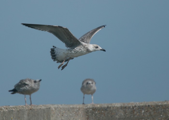 Yellow-legged Gull
