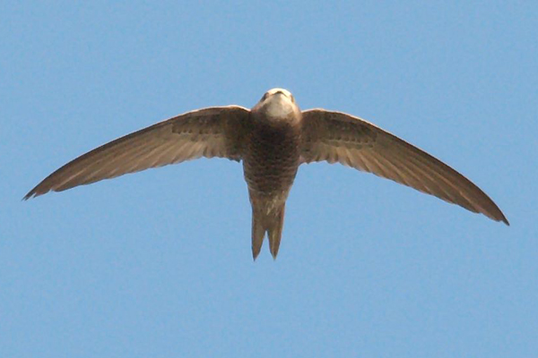 Pallid Swift