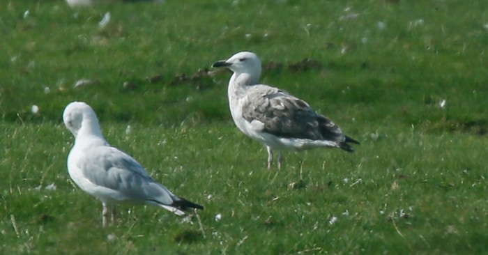 Caspian Gull