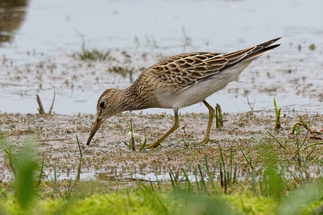 Pectoral Sandpiper