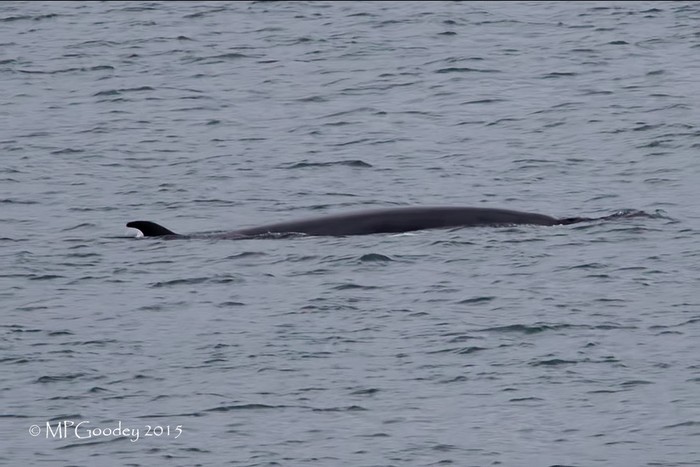 Minke Whale