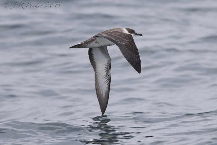Great Shearwater