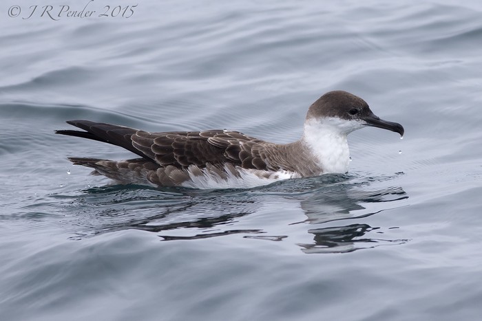 Great Shearwater