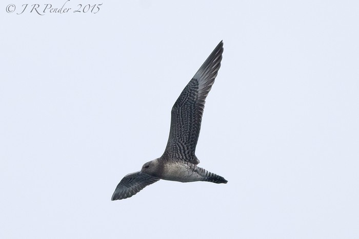 Long-tailed Skua