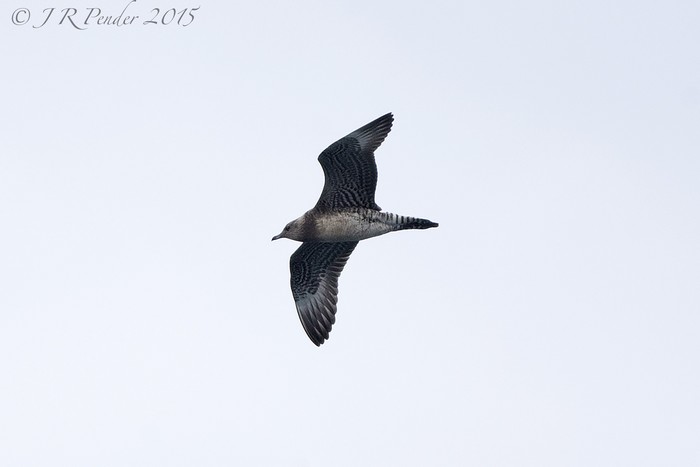 Long-tailed Skua