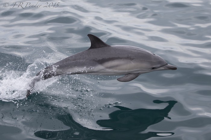 Common Dolphin
