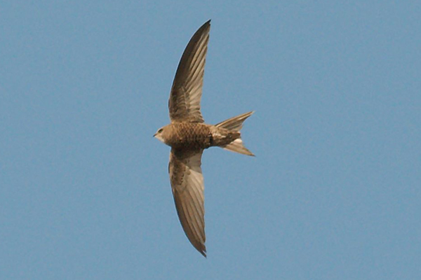 Pallid Swift
