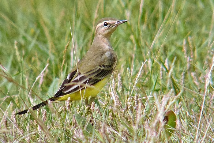 Yellow Wagtail
