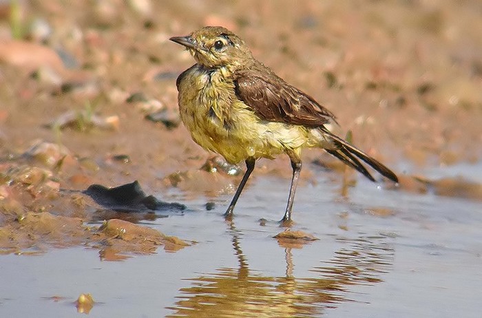 Yellow Wagtail