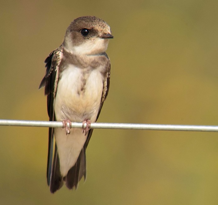 Sand Martin
