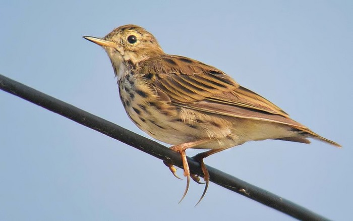 Meadow Pipit