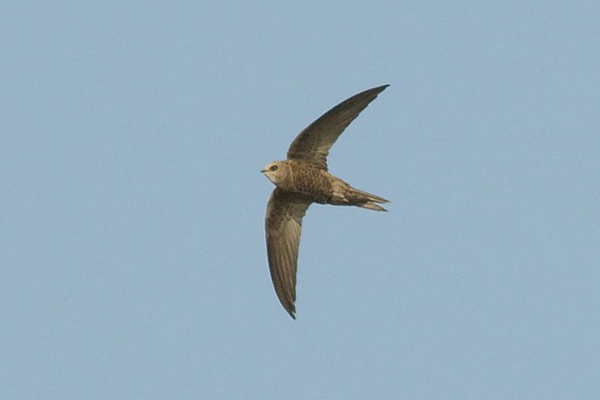 Pallid Swift