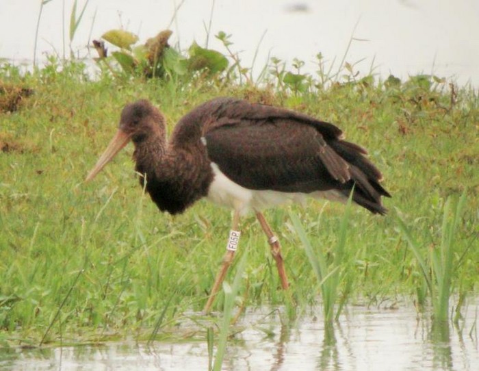 Black Stork