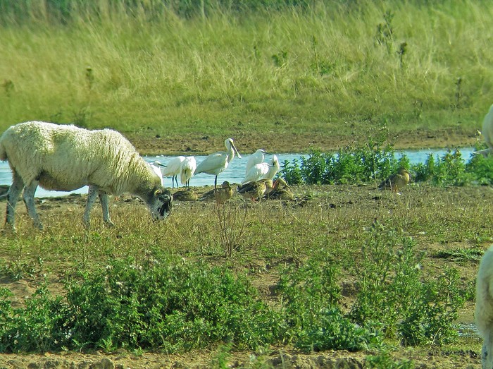 Spoonbill