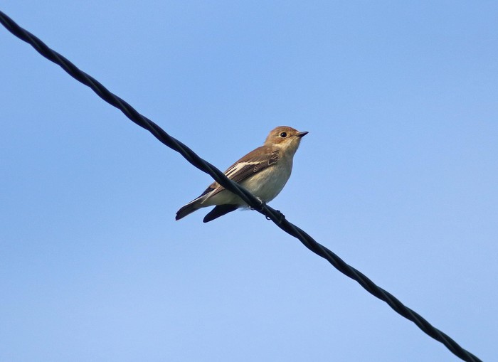 Pied Flycatcher