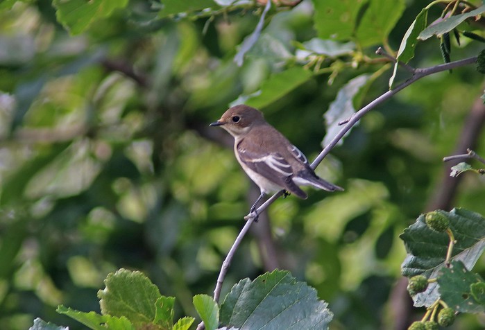 Pied Flycatcher