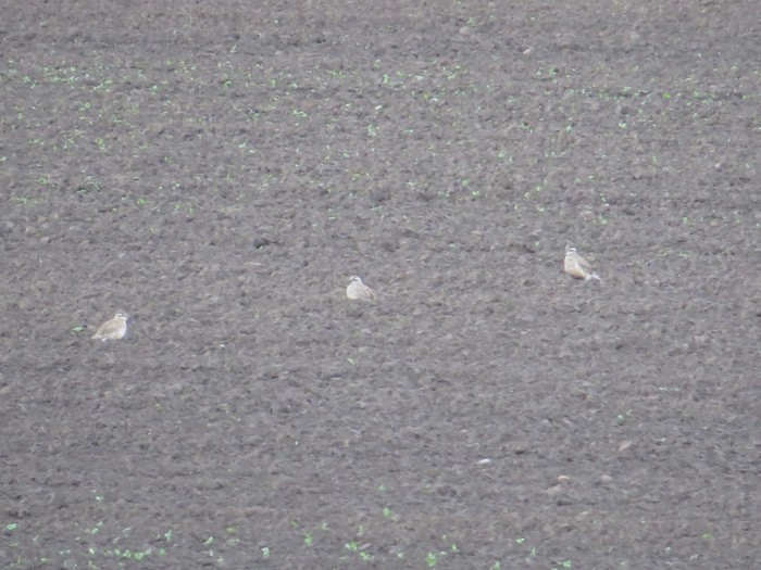 Dotterel