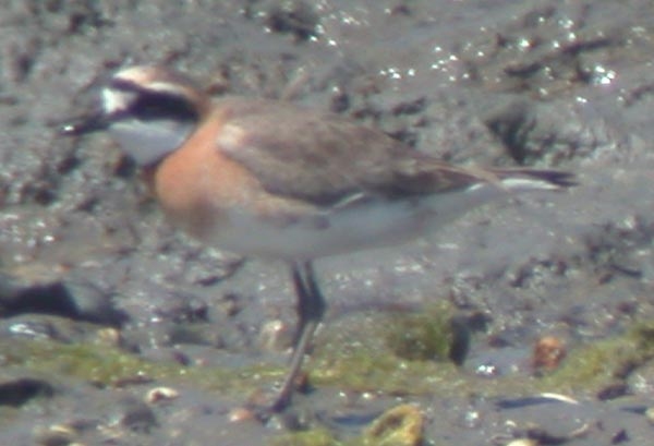 Siberian Sand Plover