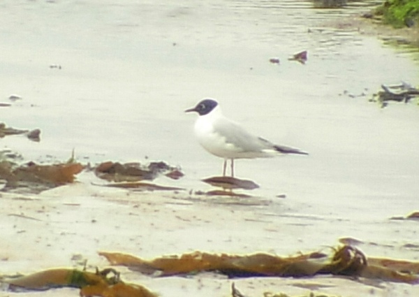 Bonaparte's Gull