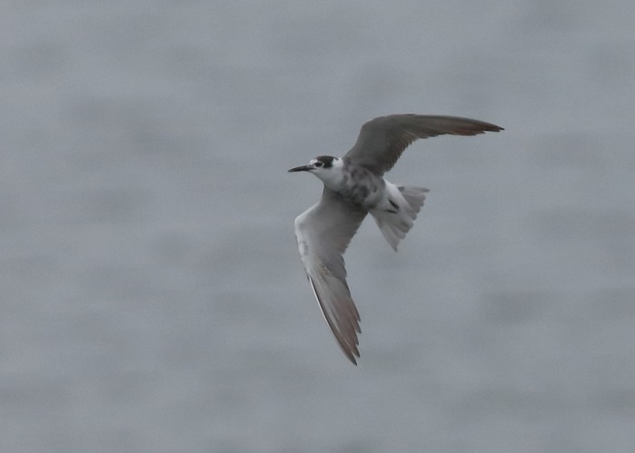 Black Tern