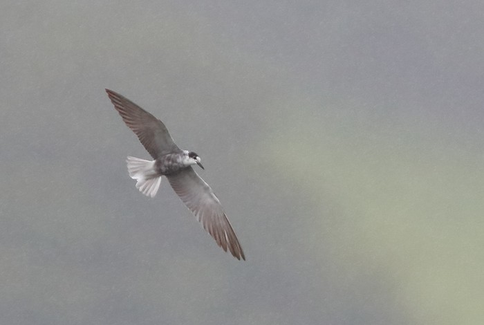 Black Tern