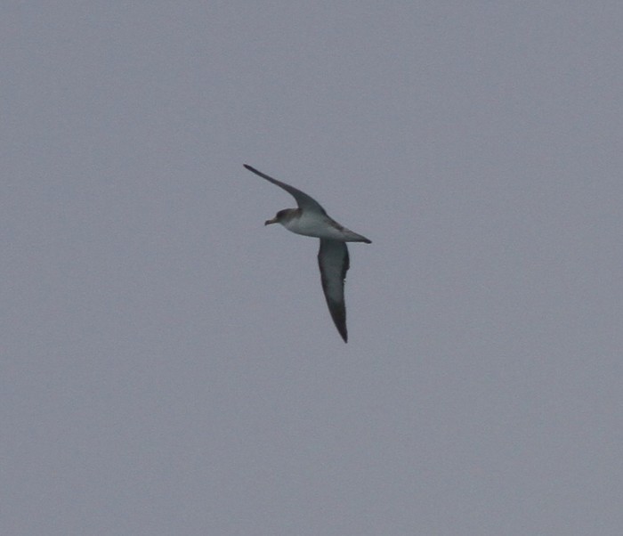 Cory's Shearwater