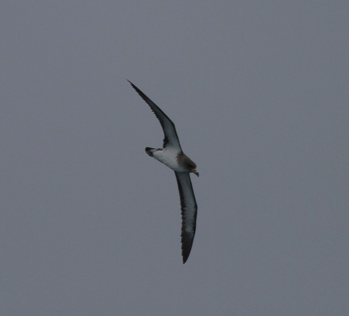Cory's Shearwater