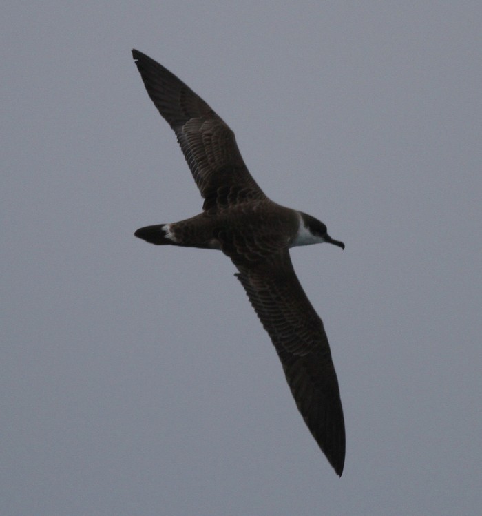 Great Shearwater