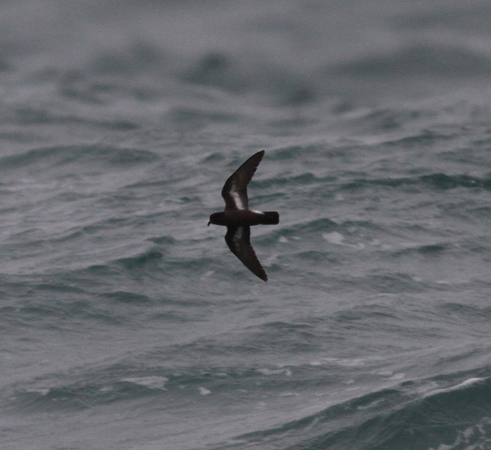Storm Petrel
