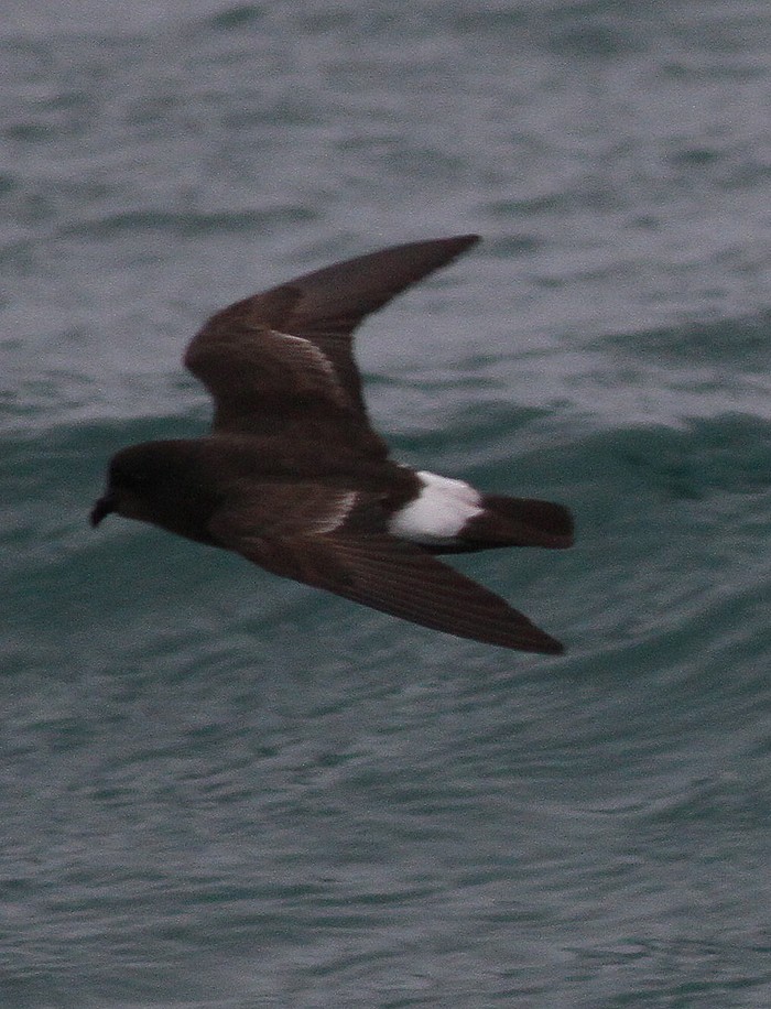 Storm Petrel