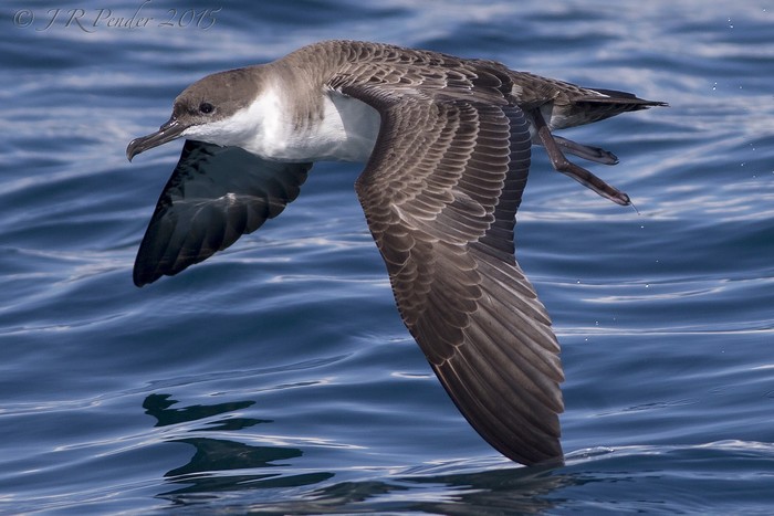 Great Shearwater