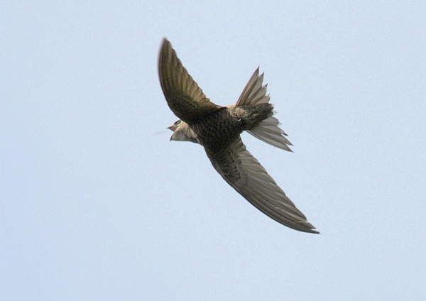 Pallid Swift