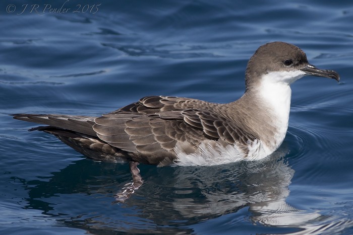 Great Shearwater