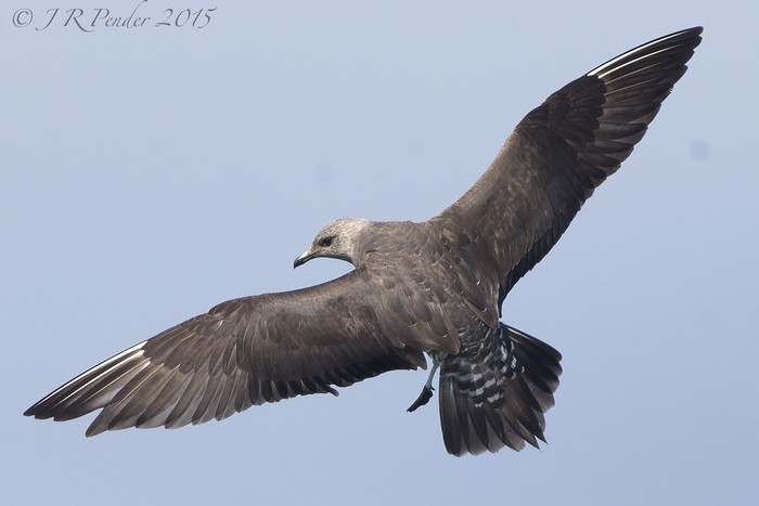 Long-tailed Skua