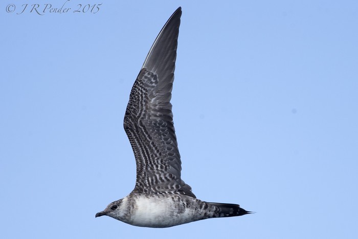 Long-tailed Skua