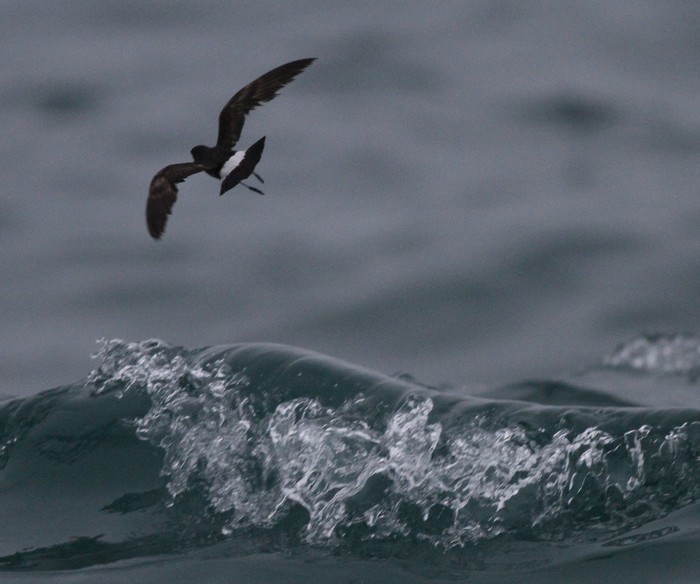 Storm Petrel
