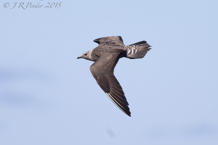Long-tailed Skua